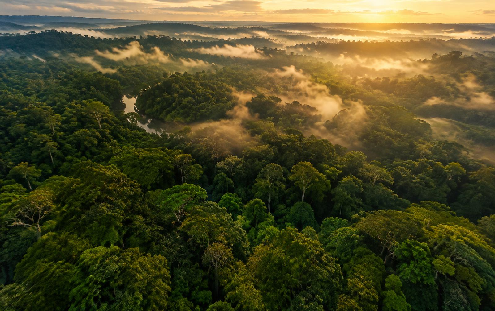 Floresta amazônica
